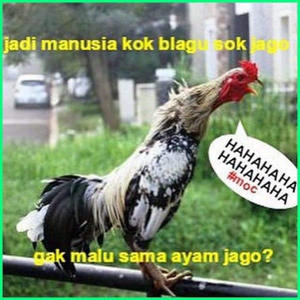 Detail Gambar Lucu Ayam Jago Nomer 8