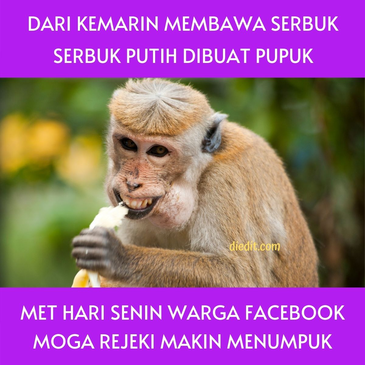 Detail Gambar Lucu Di Pagi Hari Nomer 46