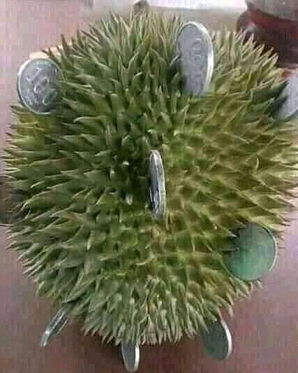 Detail Gambar Lucu Durian Nomer 2