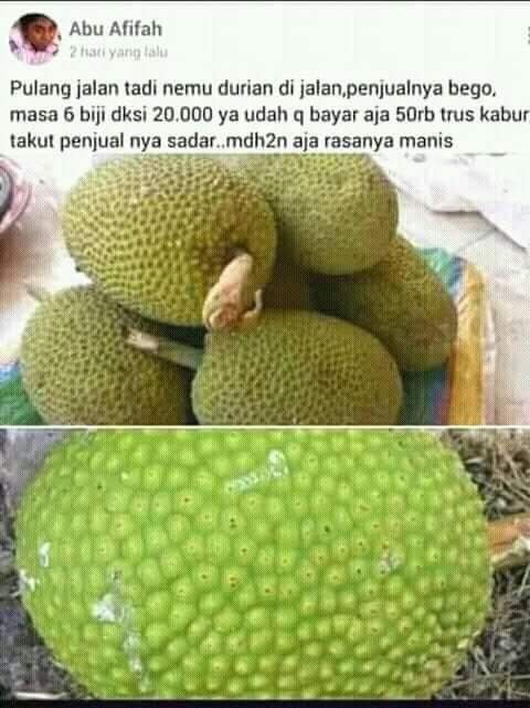 Detail Gambar Lucu Durian Nomer 41