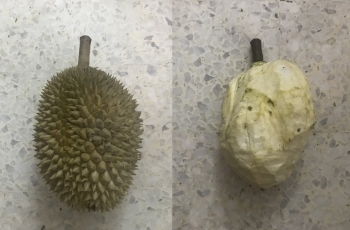 Detail Gambar Lucu Durian Nomer 50