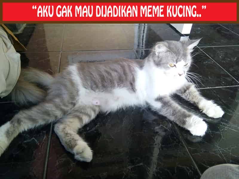 Detail Gambar Lucu Gambar Kucing Lucu Galau Nomer 43