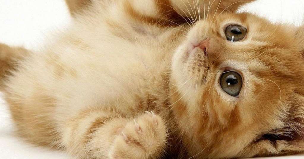 Detail Gambar Lucu Gambar Kucing Lucu Galau Nomer 45