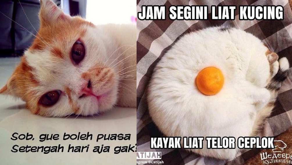 Detail Gambar Lucu Gambar Kucing Lucu Galau Nomer 50