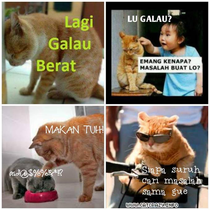 Detail Gambar Lucu Gambar Kucing Lucu Galau Nomer 51