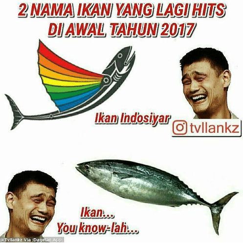 Detail Gambar Lucu Ikan Nomer 47