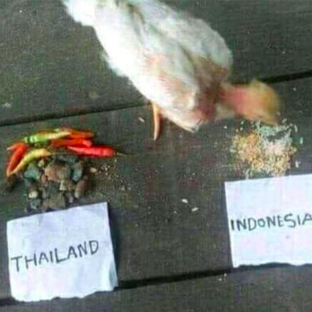 Detail Gambar Lucu Indonesia Vs Thailand Nomer 27
