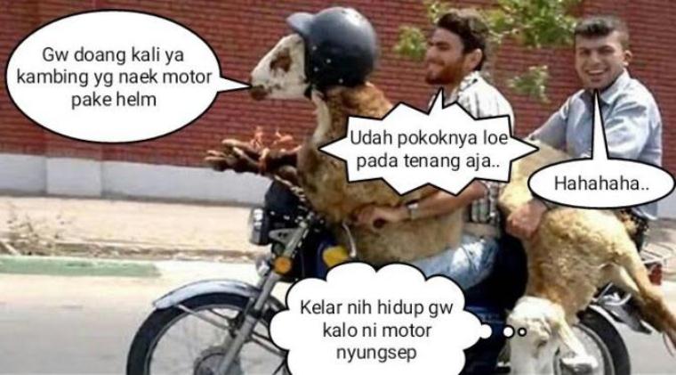 Detail Gambar Lucu Kambing Kurban Nomer 18