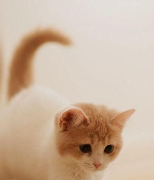 Detail Gambar Lucu Kucing Bergerak Gambar Lucu Kucing Persia Nomer 23