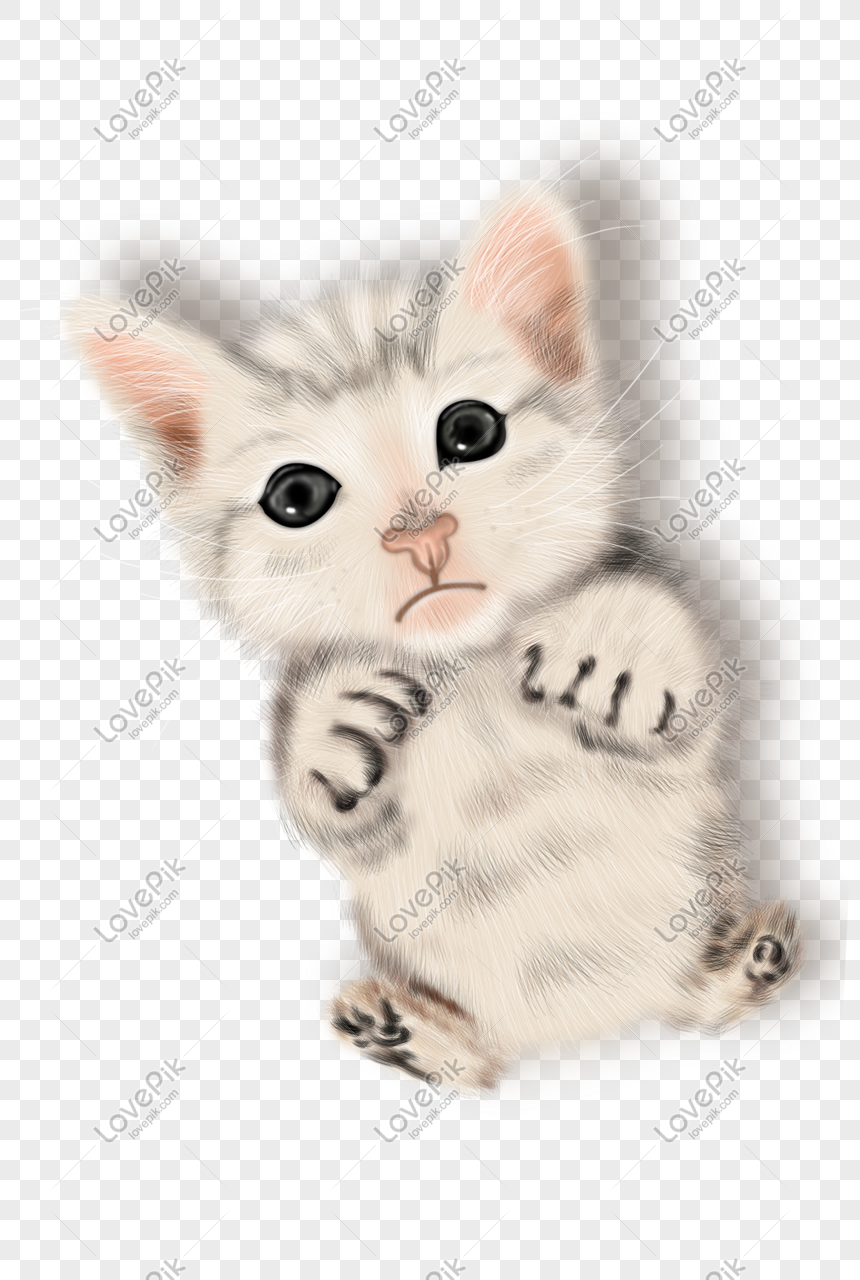 Detail Gambar Lucu Kucing Bergerak Gambar Lucu Kucing Persia Nomer 33