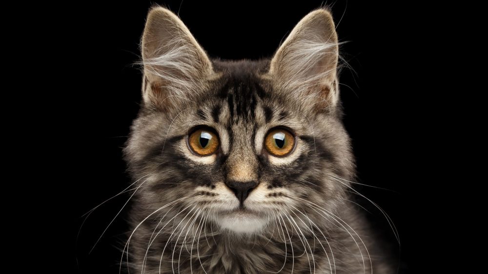 Detail Gambar Lucu Kucing Bergerak Gambar Lucu Kucing Persia Nomer 35