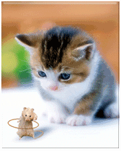 Detail Gambar Lucu Kucing Bergerak Gambar Lucu Kucing Persia Nomer 52