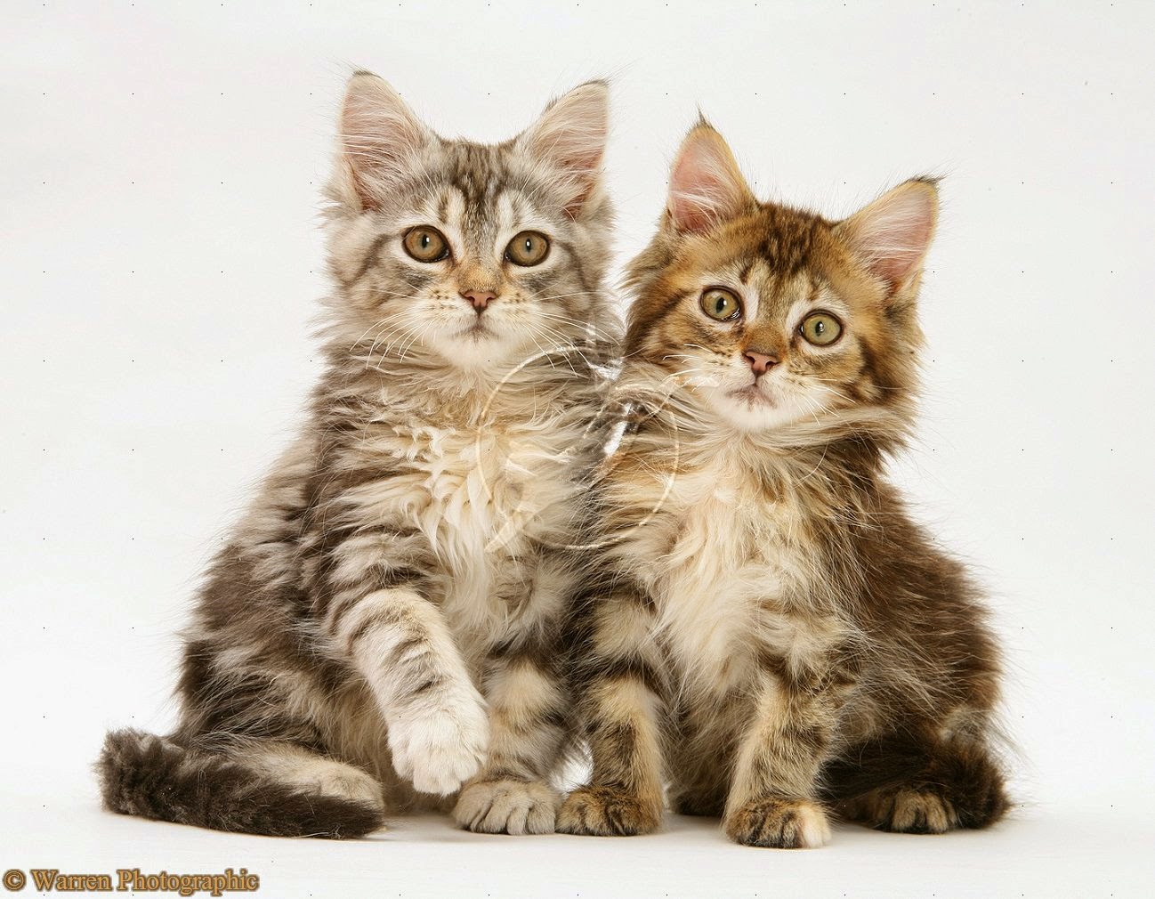 Detail Gambar Lucu Kucing Bergerak Gambar Lucu Kucing Persia Nomer 10