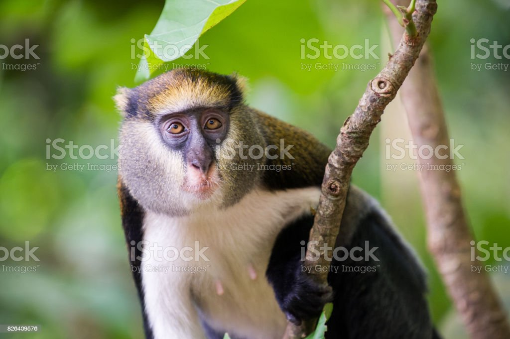 Detail Gambar Lucu Monyet Nomer 41