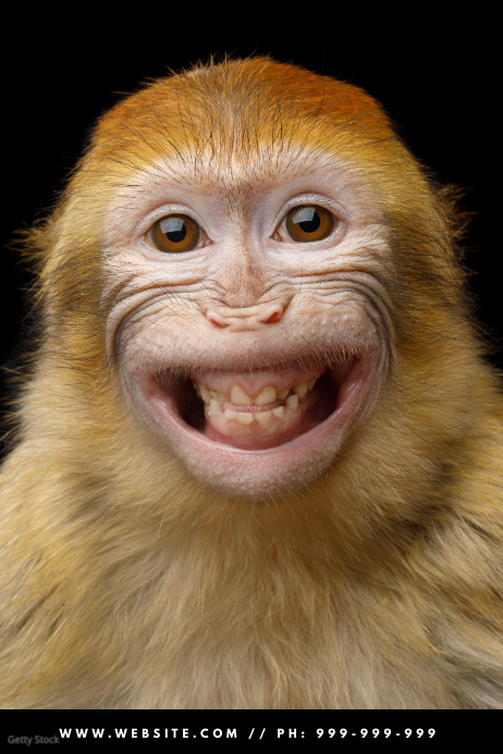 Detail Gambar Lucu Monyet Nomer 6