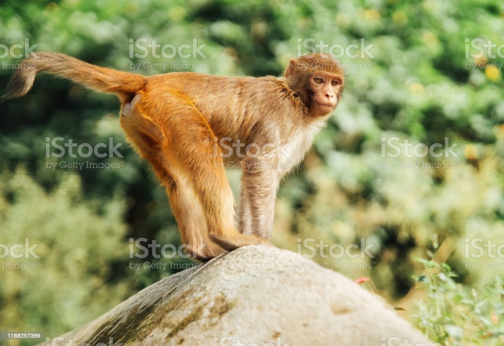 Detail Gambar Lucu Monyet Nomer 53