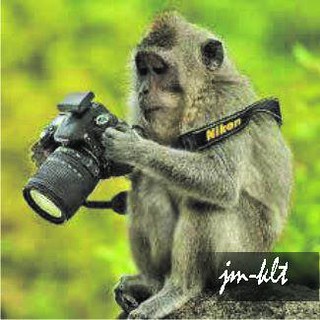 Detail Gambar Lucu Monyet Nomer 8
