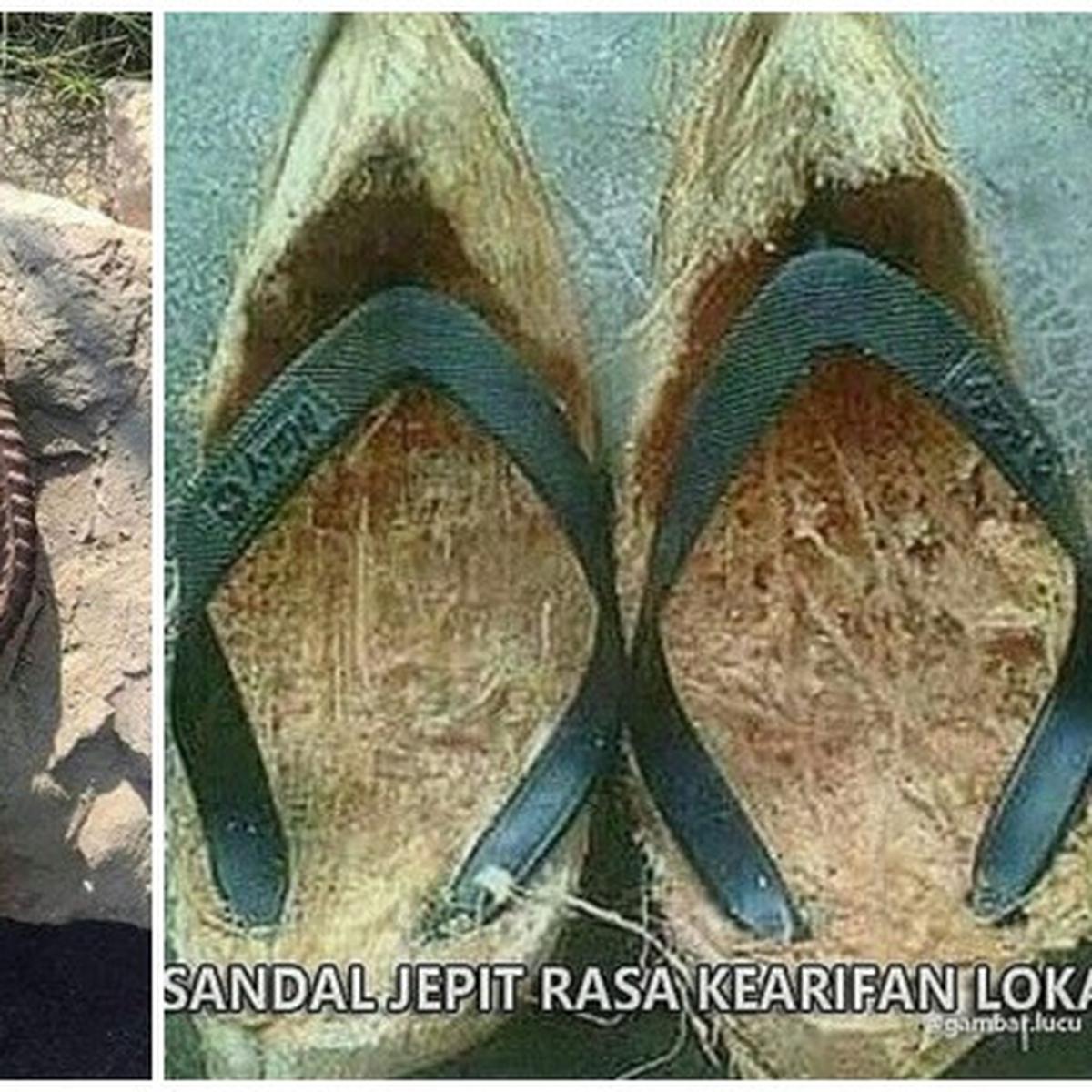 Detail Gambar Lucu Sandal Jepit Nomer 9