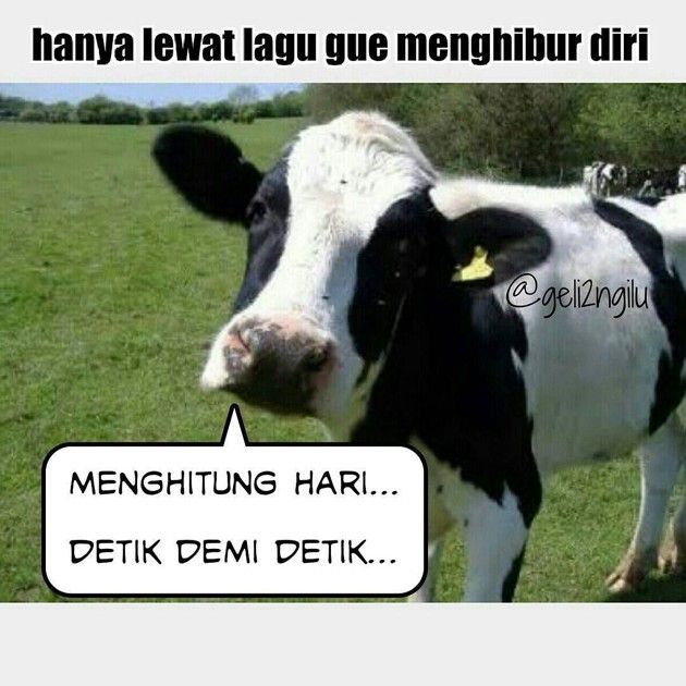 Detail Gambar Lucu Sapi Nomer 49