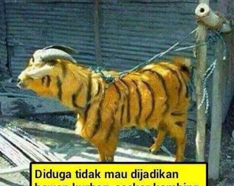 Detail Gambar Lucu Sapi Kurban Nomer 27