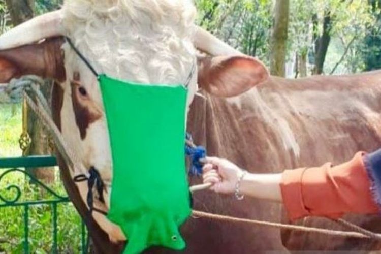 Detail Gambar Lucu Sapi Kurban Nomer 35