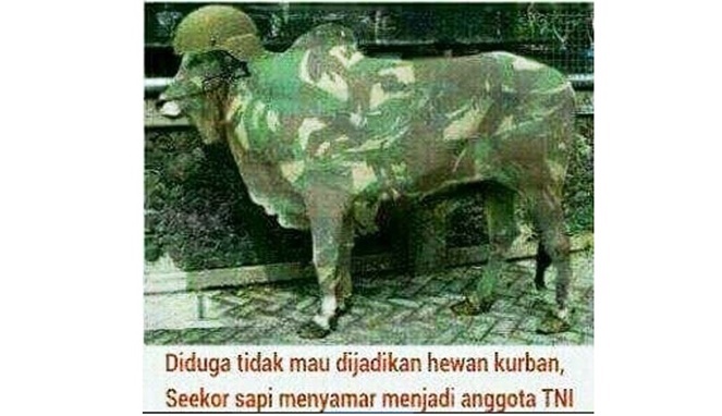 Detail Gambar Lucu Sapi Kurban Nomer 38