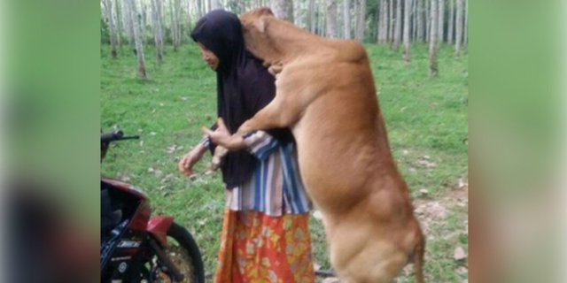 Detail Gambar Lucu Sapi Kurban Nomer 39