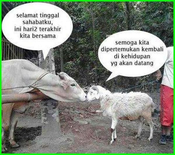 Detail Gambar Lucu Sapi Kurban Nomer 5