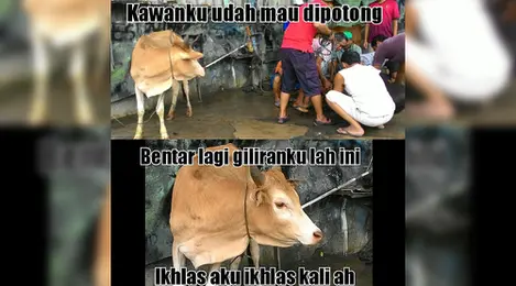 Detail Gambar Lucu Sapi Kurban Nomer 46