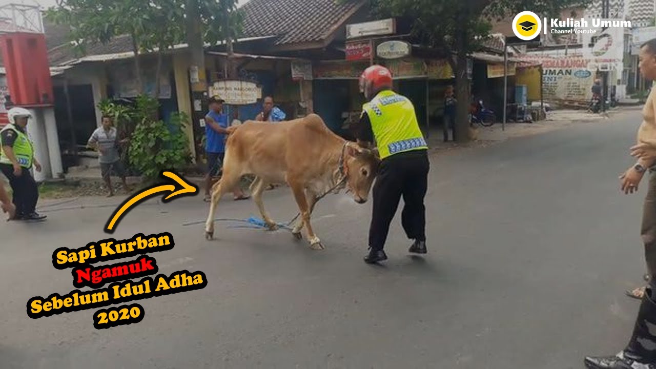 Detail Gambar Lucu Sapi Kurban Nomer 49