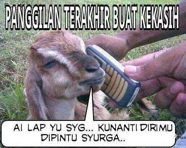 Detail Gambar Lucu Sapi Kurban Nomer 50