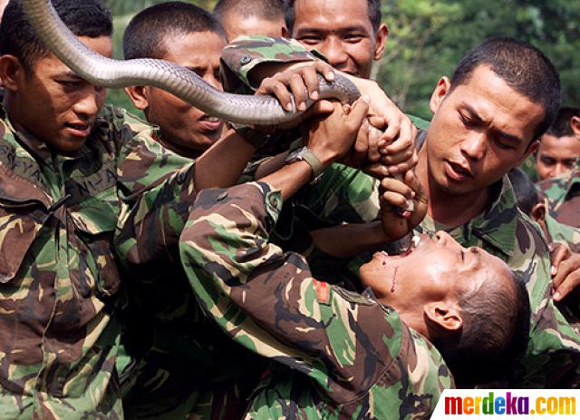 Detail Gambar Lucu Tentara Jawa Nomer 20