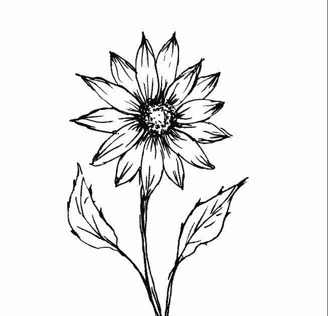 Detail Gambar Lukisan Bunga Dari Pensil Nomer 55