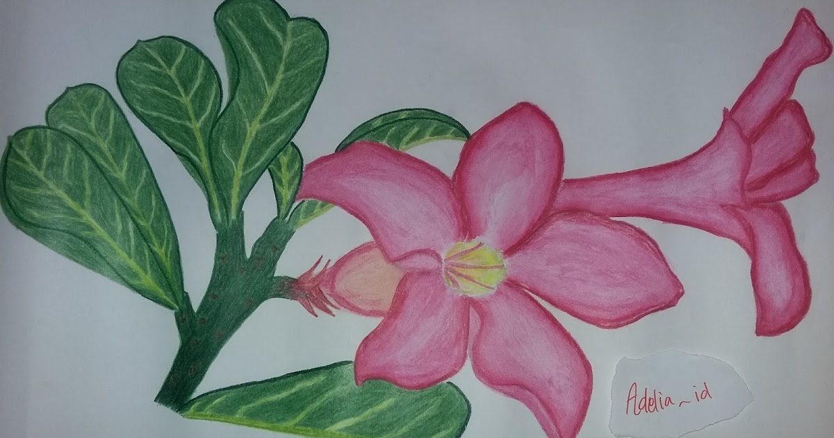 Detail Gambar Lukisan Bunga Gambar Bunga Kamboja Kartun Nomer 38