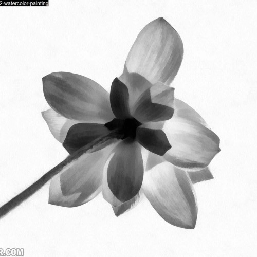 Detail Gambar Lukisan Bunga Hitam Putih Nomer 26