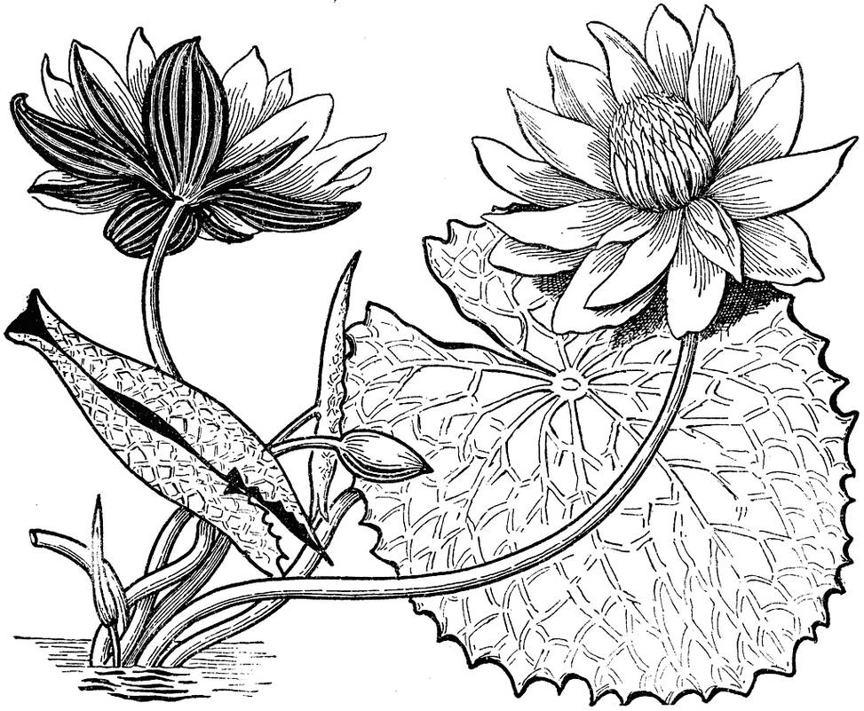 Detail Gambar Lukisan Bunga Mudah Ditiru Nomer 51