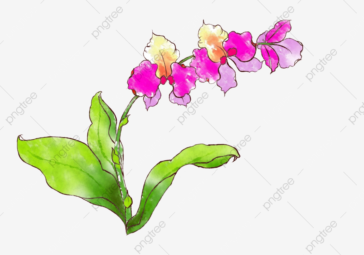 Detail Gambar Lukisan Bunga Orkid Nomer 15