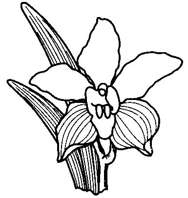Detail Gambar Lukisan Bunga Orkid Nomer 3