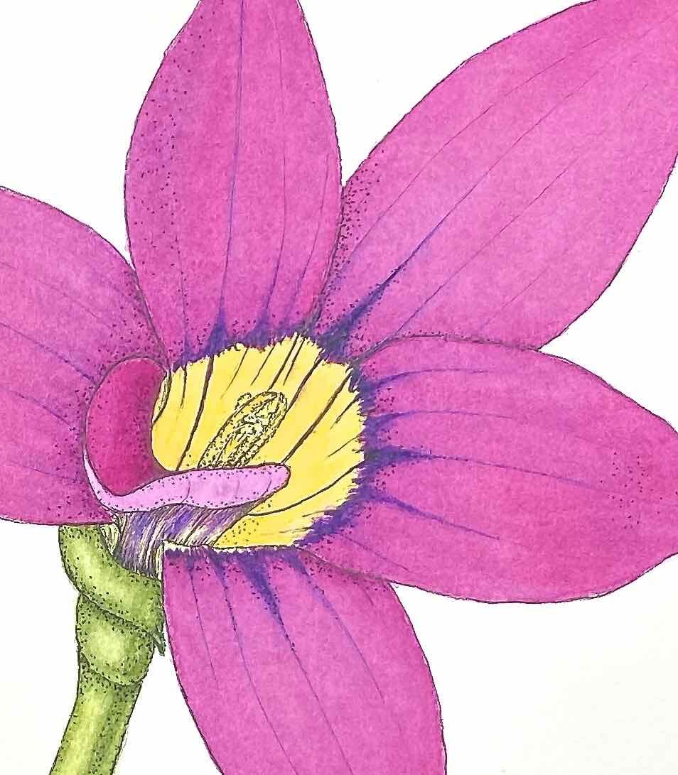 Detail Gambar Lukisan Bunga Orkid Nomer 26