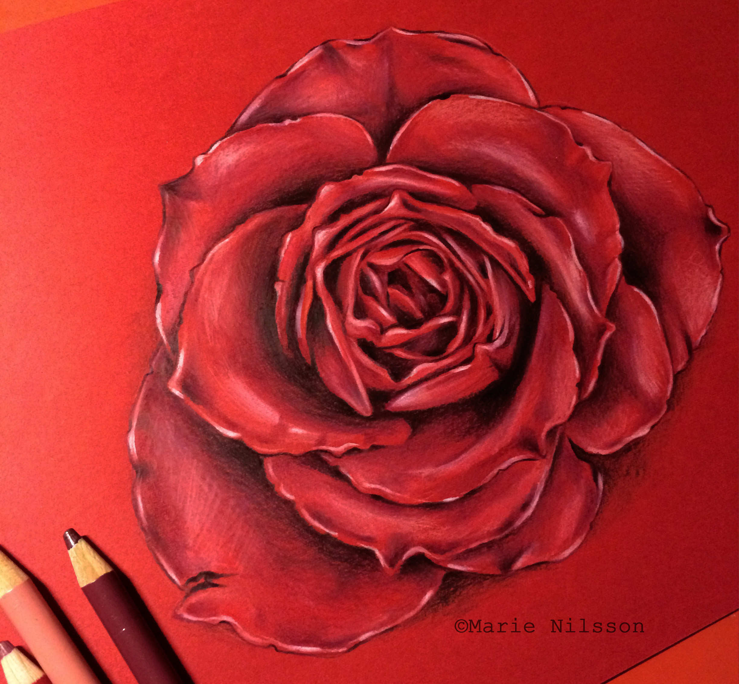 Detail Gambar Lukisan Bunga Rose Nomer 19