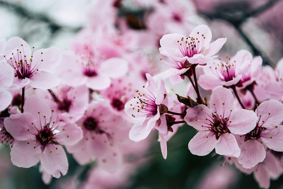 Detail Gambar Lukisan Bunga Sakura Dari Botol Coca Cola Nomer 12