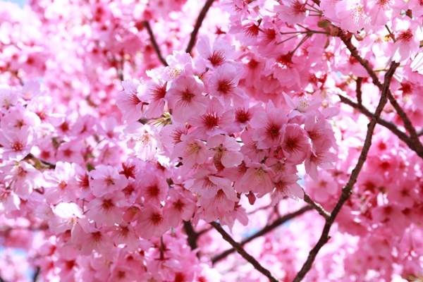 Detail Gambar Lukisan Bunga Sakura Dari Botol Coca Cola Nomer 19