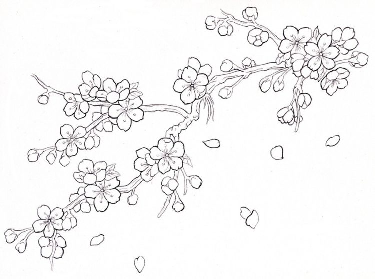 Detail Gambar Lukisan Bunga Sakura Dengan Pensil Nomer 34
