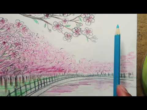 Detail Gambar Lukisan Bunga Sakura Dengan Pensil Nomer 50