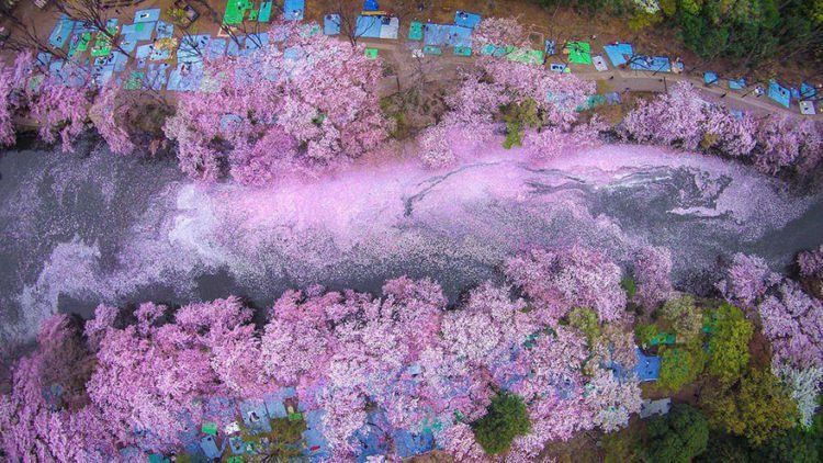 Detail Gambar Lukisan Bunga Sakura Di Jepang Nomer 13