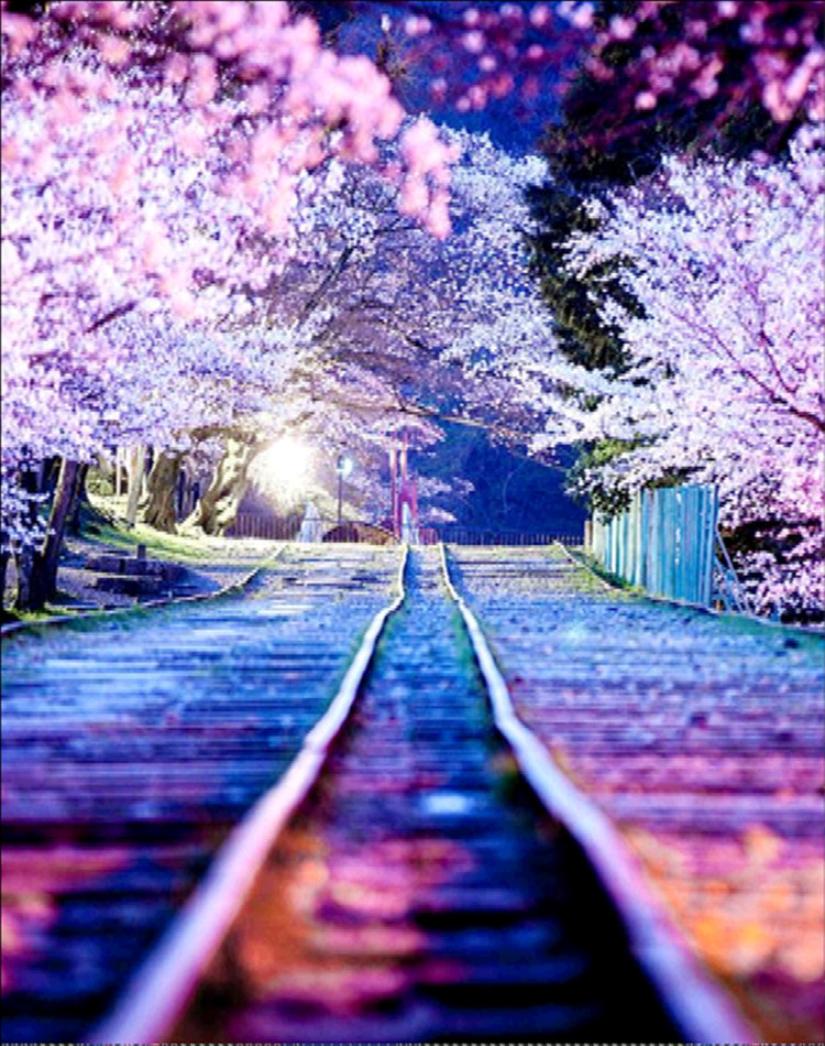 Detail Gambar Lukisan Bunga Sakura Di Jepang Nomer 30