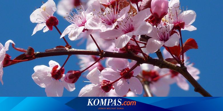 Detail Gambar Lukisan Bunga Sakura Di Jepang Nomer 35