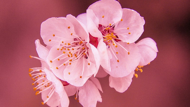 Detail Gambar Lukisan Bunga Sakura Di Jepang Nomer 54