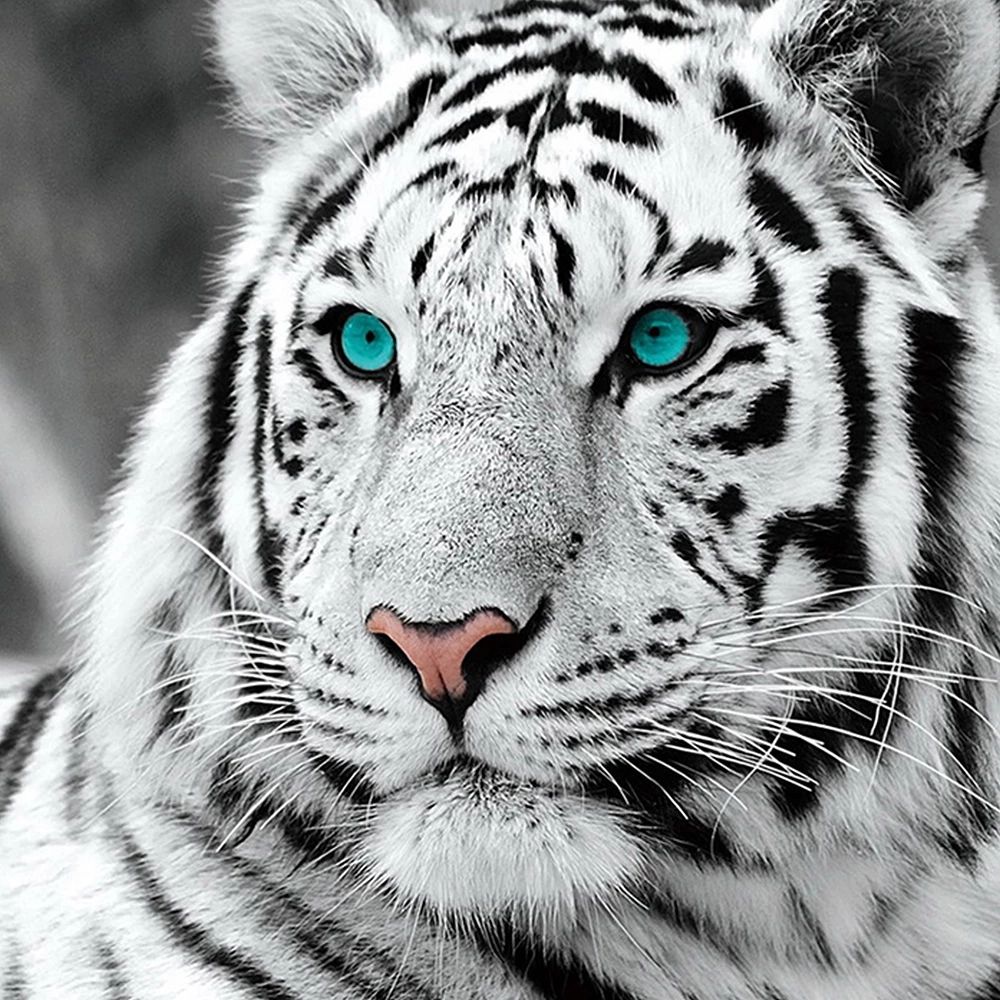 Detail Gambar Lukisan Harimau Putih Nomer 15
