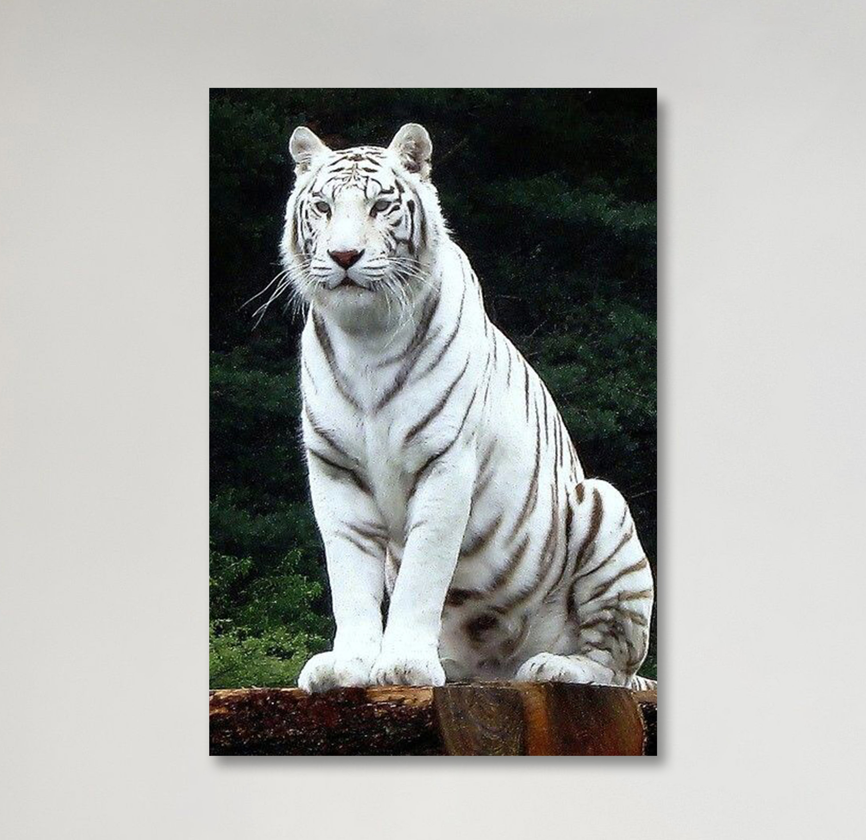Detail Gambar Lukisan Harimau Putih Nomer 48